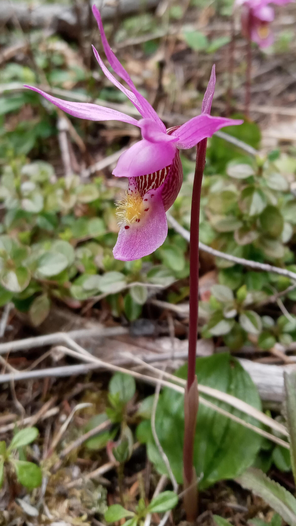 A fairy slipper orchid rises high above low leafy ground cover, its bright pink petals a flared crown over the yellow-haired petal and dark striped pouch of the flower.